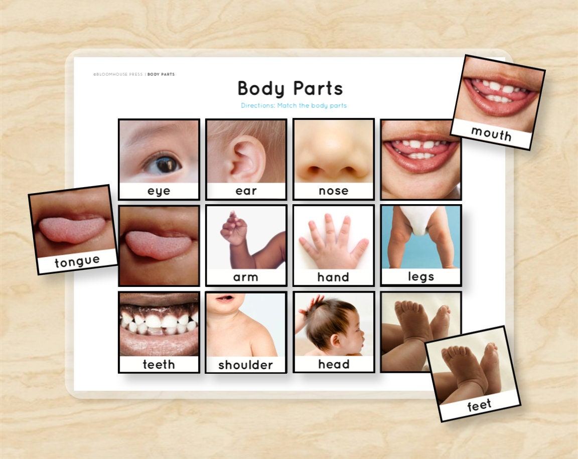 body parts matching montessori vocabulary learning binder busy etsy