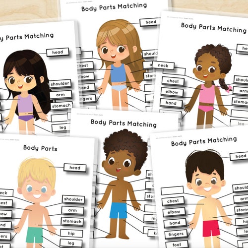 body parts human anatomy matching puzzle worksheets girl boy etsy