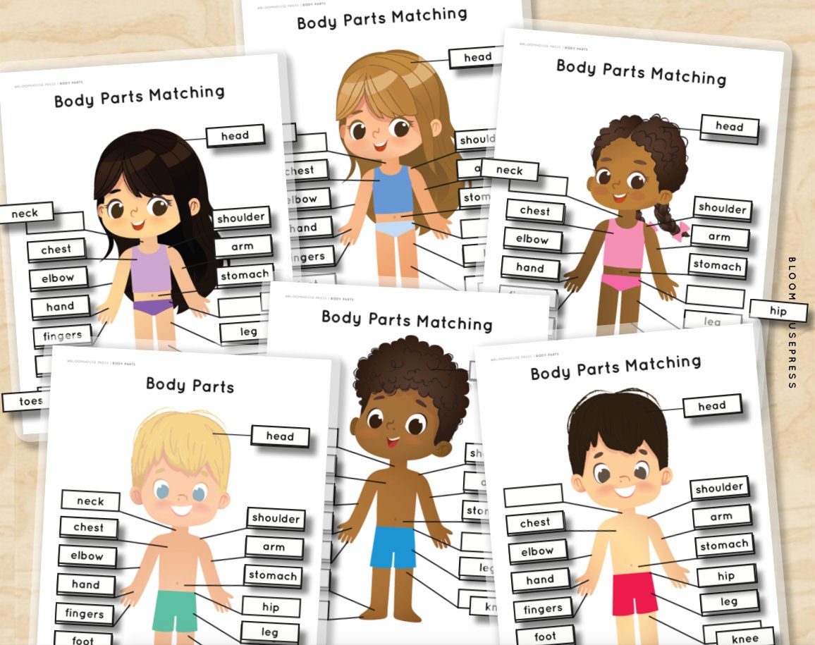 body parts human anatomy matching puzzle worksheets girl boy etsy