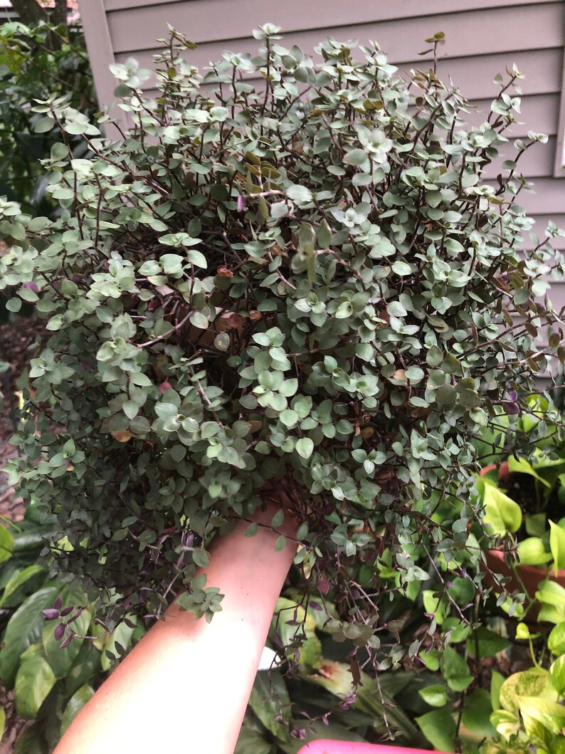 Callisia repens Turtle Vine Chain Plant Inch Plant Etsy