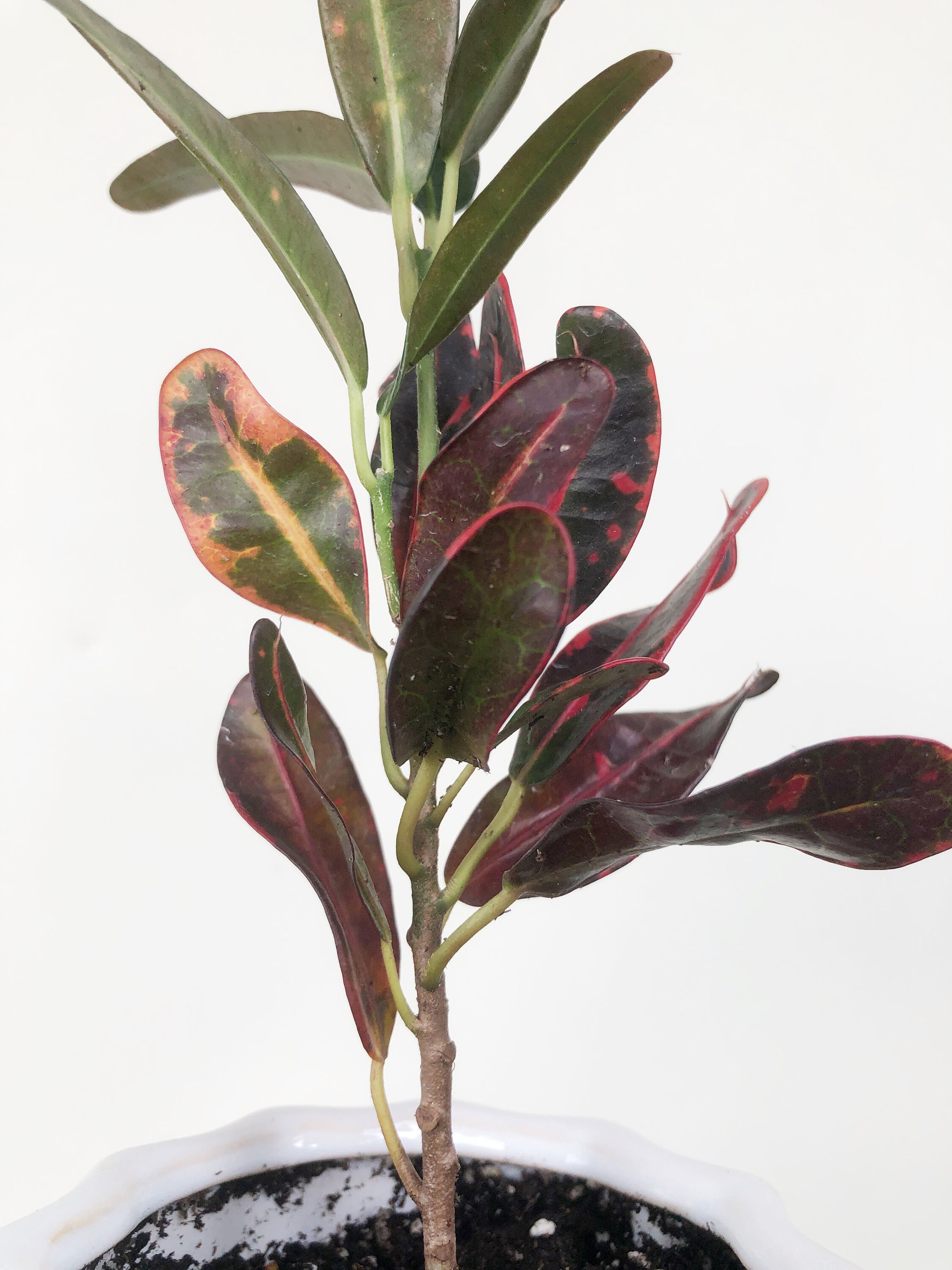 Baby Luna Croton Codiaeum Variegatum Potted Plant Ceramic