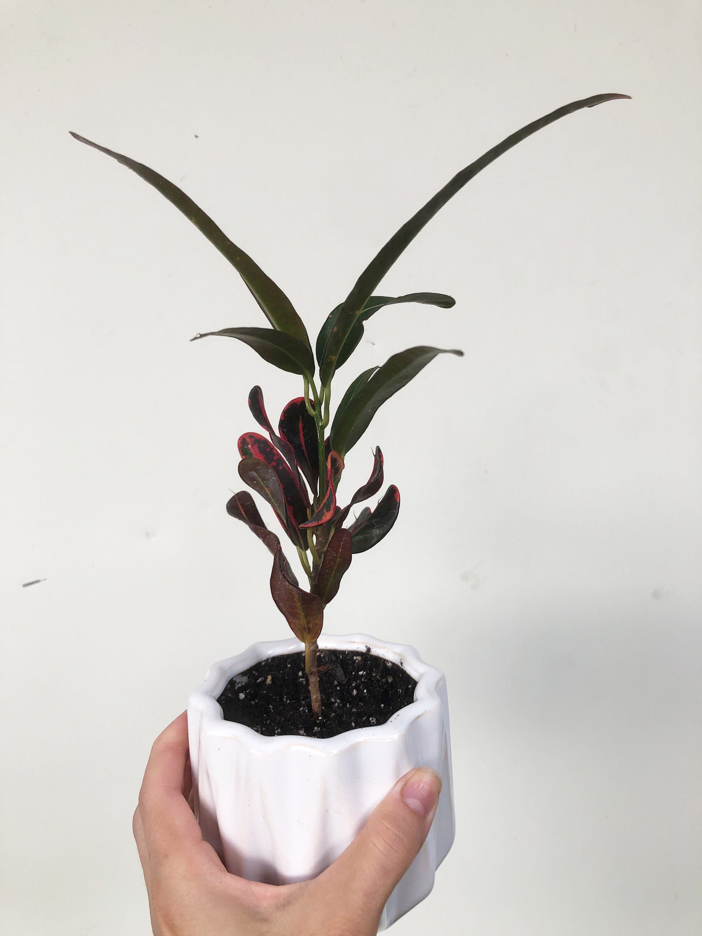 Baby Luna Croton Codiaeum Variegatum Potted Plant Ceramic