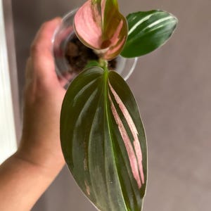May include: A small plant in a clear plastic cup featuring dark green, elongated, pointed leaves with prominent pink and white variegation streaks. The foliage displays a glossy texture with visible parallel veins running along the length of each leaf.