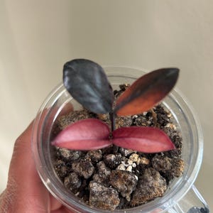 Zz Raven Black Pink Variegated - Etsy Canada