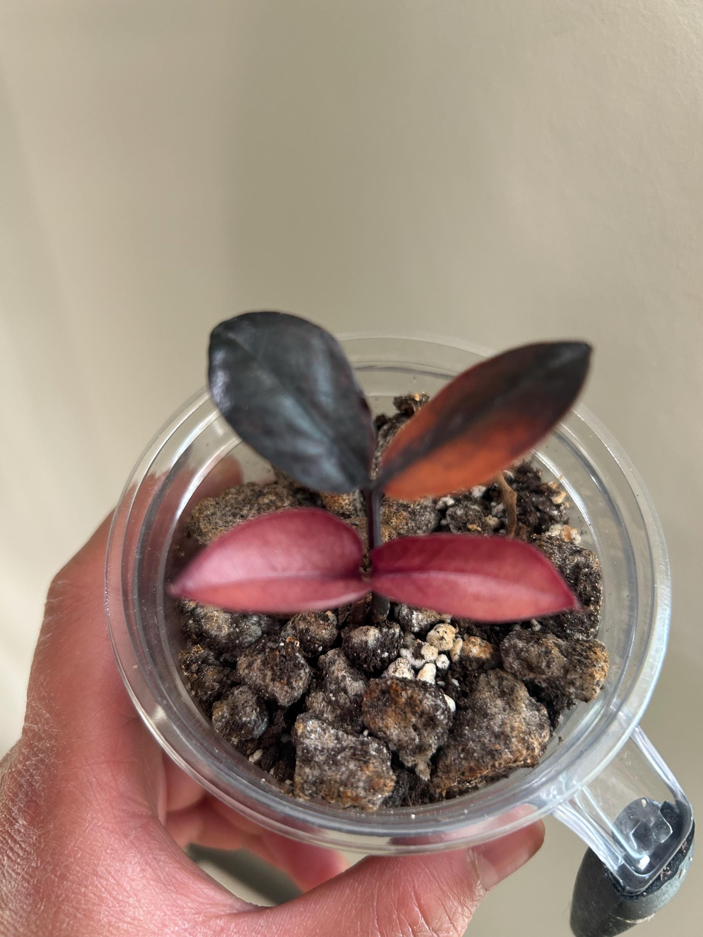 Zz ブラックピンクレーヴェン Zz Raven Black Pink Variegated - Etsy Canada