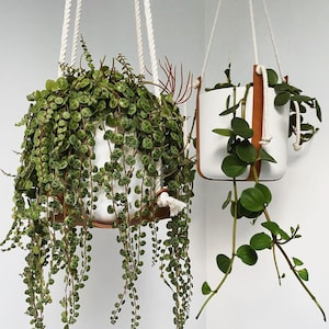 Puede incluir: Dos macetas colgantes con macetas de cerámica blanca y plantas verdes de hoja. Las plantas cuelgan de cuerdas de macramé con correas de cuero marrón.