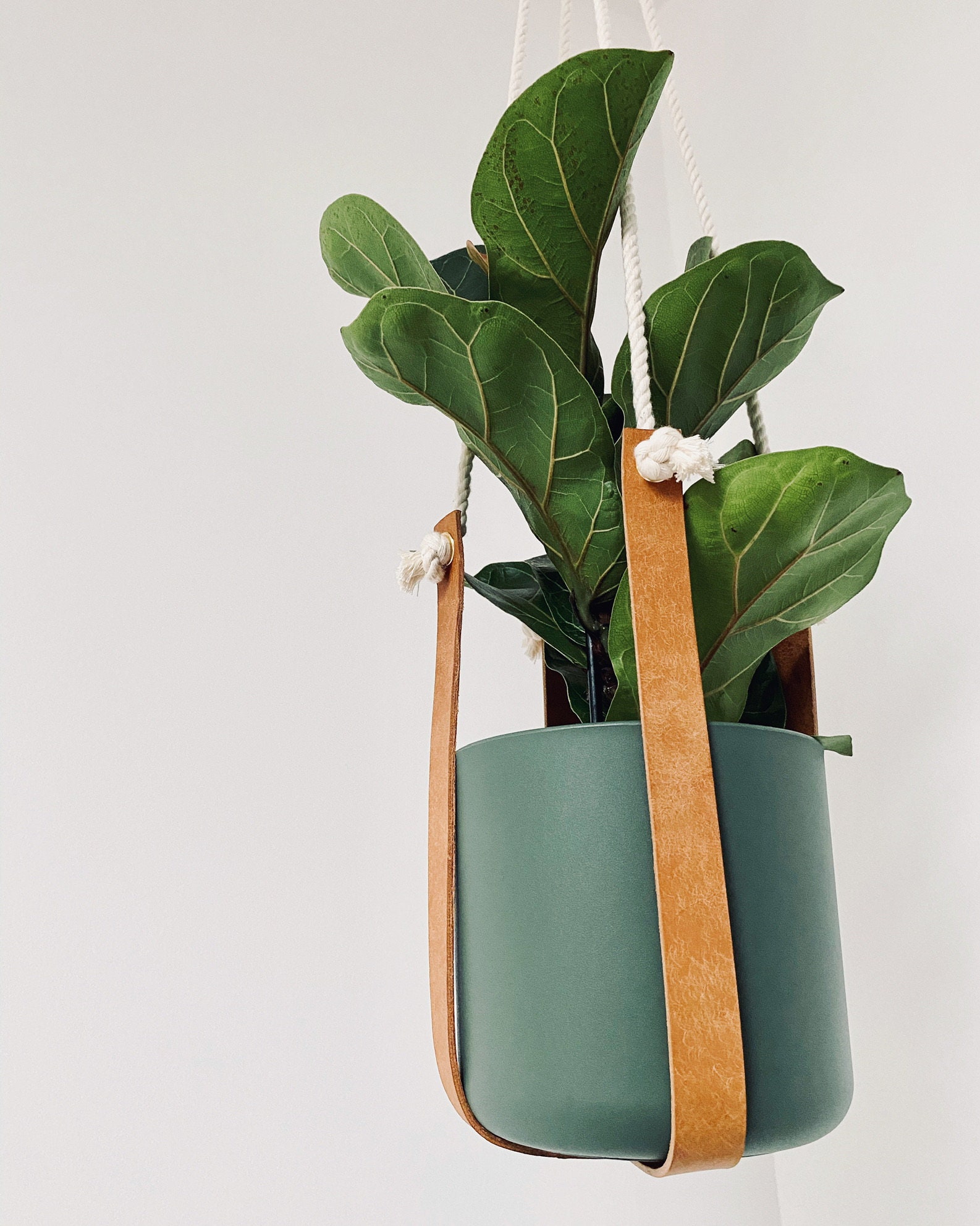 baby philodendron prince of orange Philodendron 'Prince of Orange'