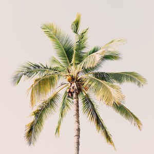 May include: A tall palm tree with a light brown trunk and vibrant green fronds. The leaves have a slight yellow tint at the edges. The tree is set against a soft, pale background, creating a tropical aesthetic.