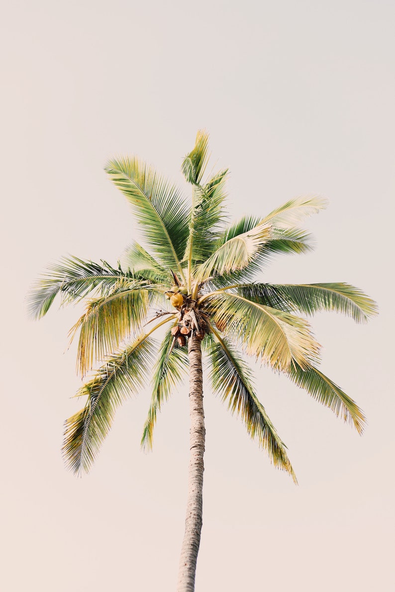 May include: A tall palm tree with a light brown trunk and vibrant green fronds. The leaves have a slight yellow tint at the edges. The tree is set against a soft, pale background, creating a tropical aesthetic.