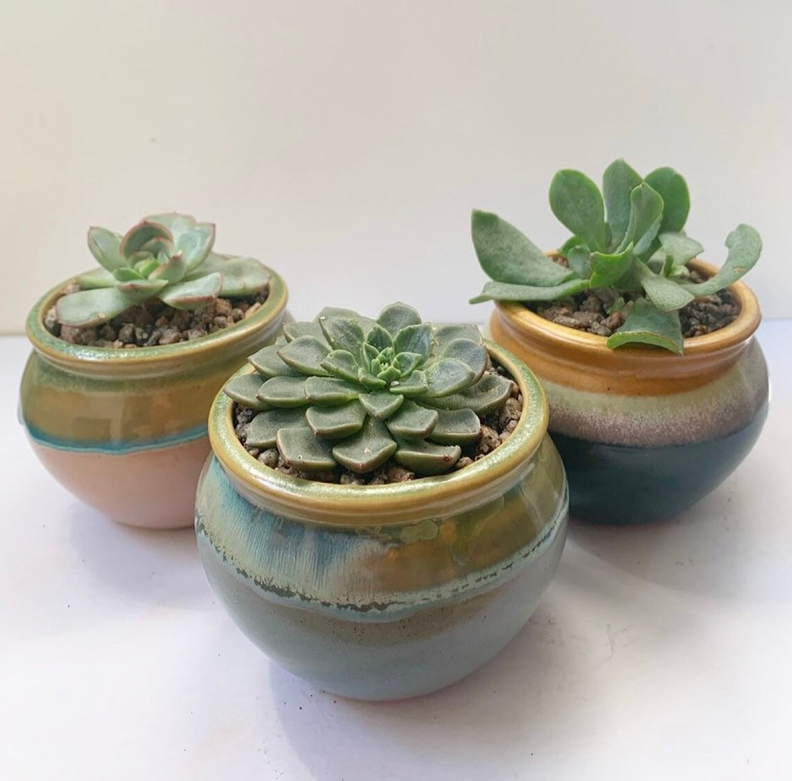 Set of 3 succulents with ceramic pots Etsy