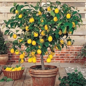 May include: A potted lemon tree with green leaves and many yellow lemons. The tree is in a terracotta pot and is sitting on a brick patio.
