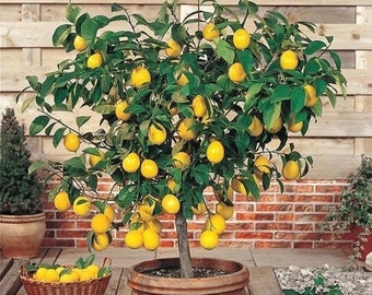 Adorable 2”-3”  Meyer Lemon  Tree plant