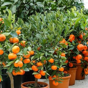 Cleopatra Mandarin Seeds: Freshly Harvested Citrus Reshni