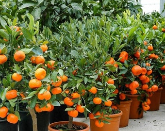 dragon fruit plant buy Worth Variegated Dragon Fruit rooted plant  Mayumi Garden