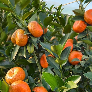 May include: A close-up of a citrus tree with ripe orange fruit. The tree is growing in a greenhouse setting with a white netting overhead.