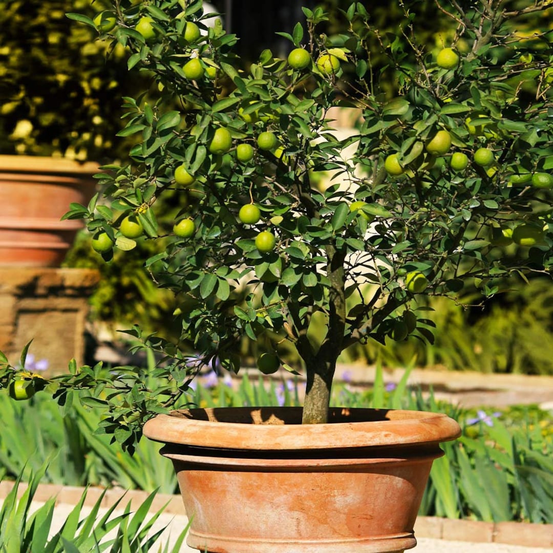 Mexican Key Lime Tree Sapling (2-3 Inch) - Etsy