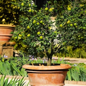 May include: A small potted lemon tree with green leaves and many ripe lemons. The tree is in a terracotta pot.