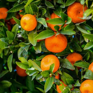 May include: Close-up of a citrus tree laden with ripe, bright orange tangerines. The tangerines are nestled among vibrant green leaves, creating a natural and fresh aesthetic. The image captures the essence of a bountiful harvest.