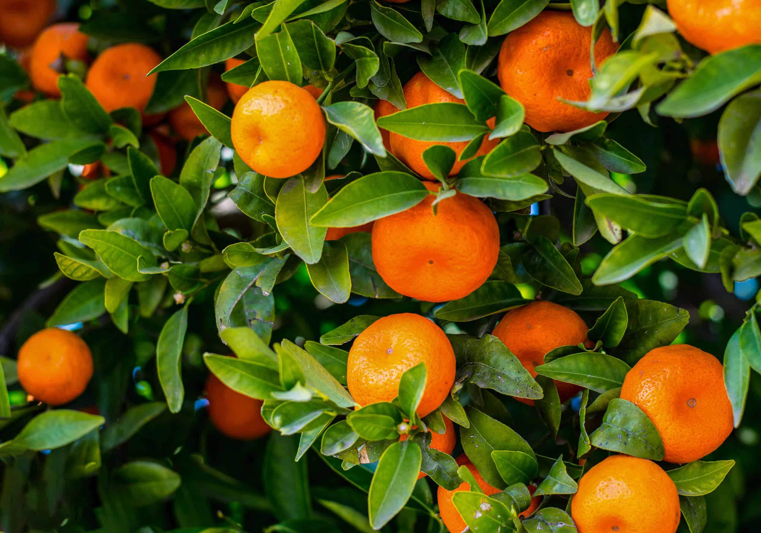 thumbnail image 2 of Dwarf Mandarin Orange Tree Organic {citrus Reticulata} Ornamental 2 of 13