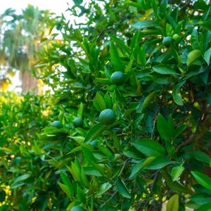 Fresh Mexican Key Lime Tree Seeds