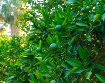 Fresh Mexican Key Lime Tree Seeds
