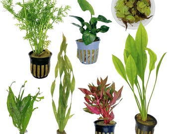 Betta Aquarium Plant Pack - Etsy