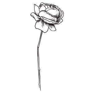 Simple Long Stem Black Rose Outline/Line Art/Logo/Decal/Cut/Floral/Cricut/Cut File/Instant Download/Tattoo Design/EPS/PNG/Clipart/svg file