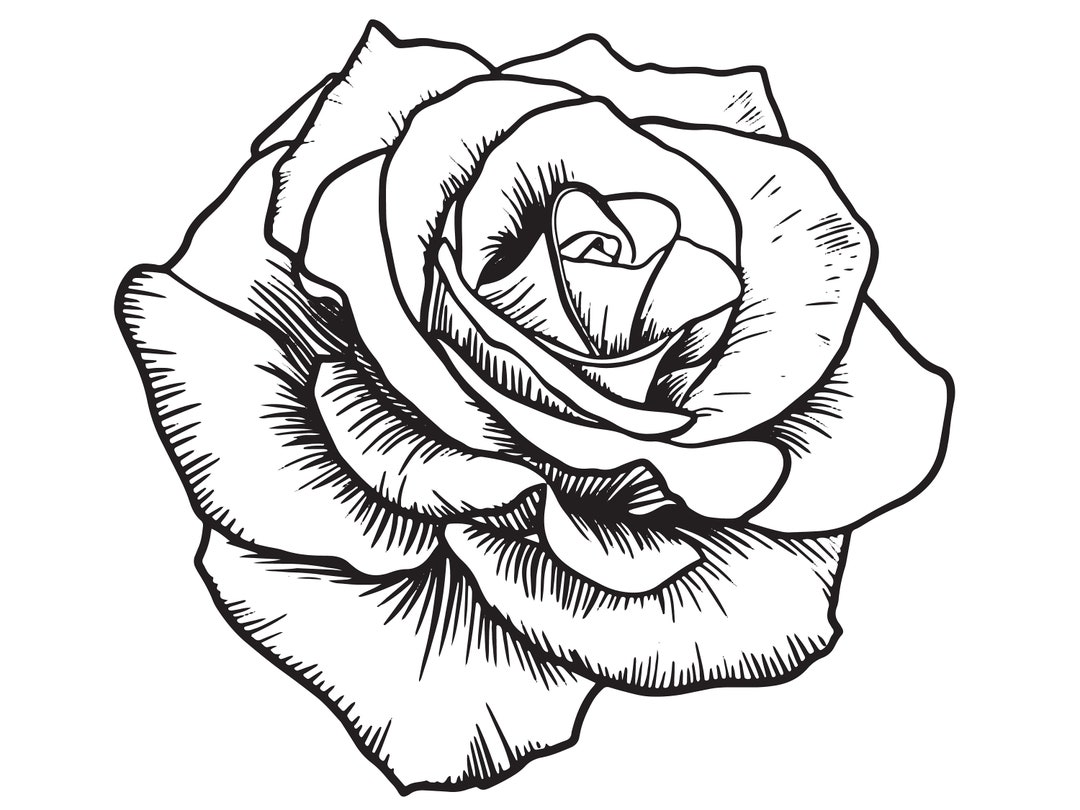 22,900+ Rose Line Art Stock Illustrations, Royalty-Free Vector Graphics &  Clip Art - iStock | Roses, Rose illustration