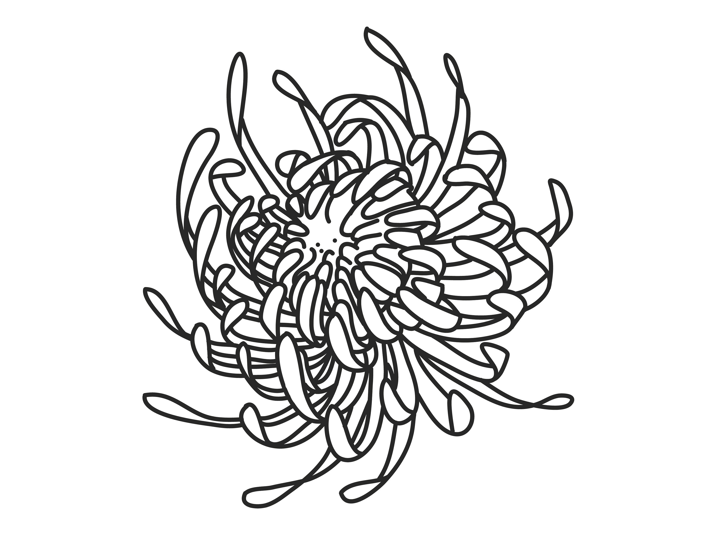 Chrysanthemum Outline