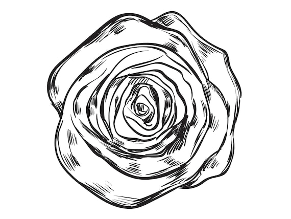 Roses Line Art Vector - Design Cuts