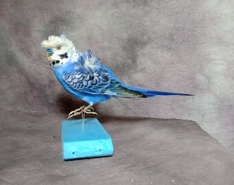 hagoromo budgies for sale