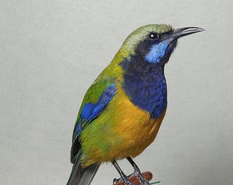Real stuffed Orange Bellied Leafbird taxidermy with wooden perch