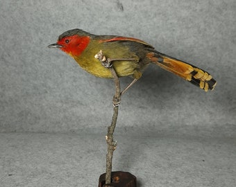 Scarlet faced Liocicha Laughing thrush bird taxidermy mounted stuffed bird