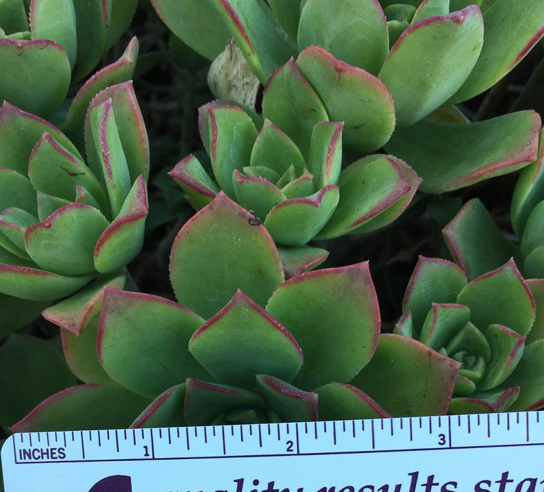 Aeonium Kiwi Gardening Plants Floral Garden Crafts Delage Com Br Aeonium Kiwi Gardening Plants Floral Garden Crafts Delage Com Br