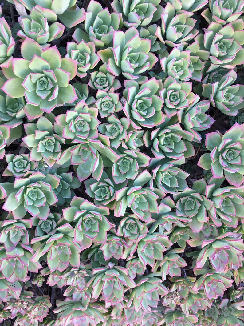 Aeonium Kiwi Gardening Plants Floral Garden Crafts Delage Com Br Aeonium Kiwi Gardening Plants Floral Garden Crafts Delage Com Br