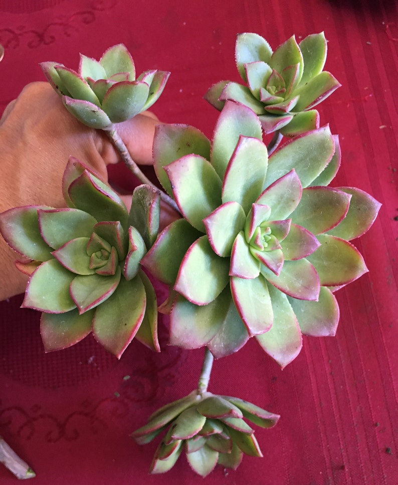 Aeonium Kiwi Gardening Plants Floral Garden Crafts Delage Com Br Aeonium Kiwi Gardening Plants Floral Garden Crafts Delage Com Br