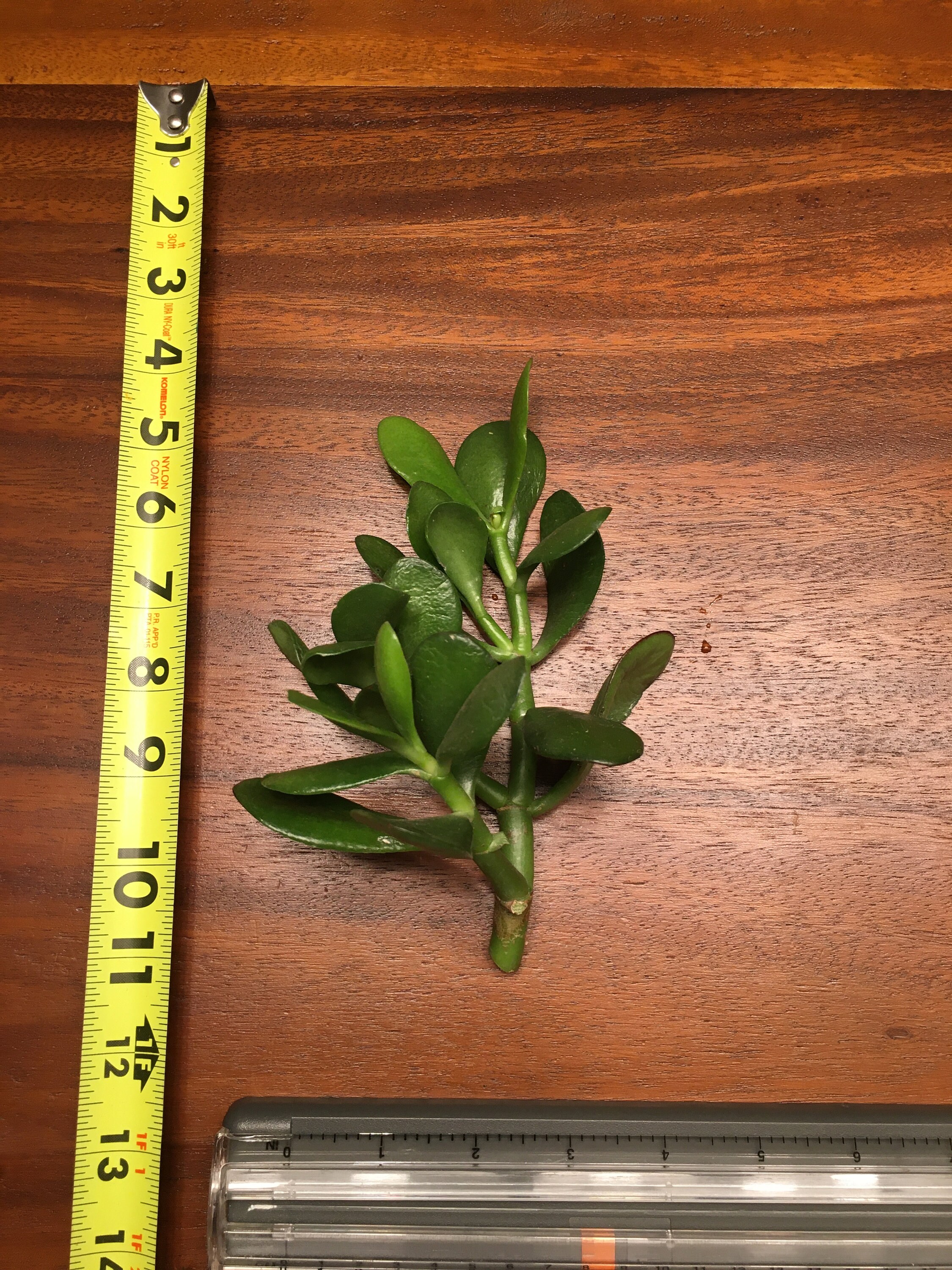 Jade Plant Cutting Etsy