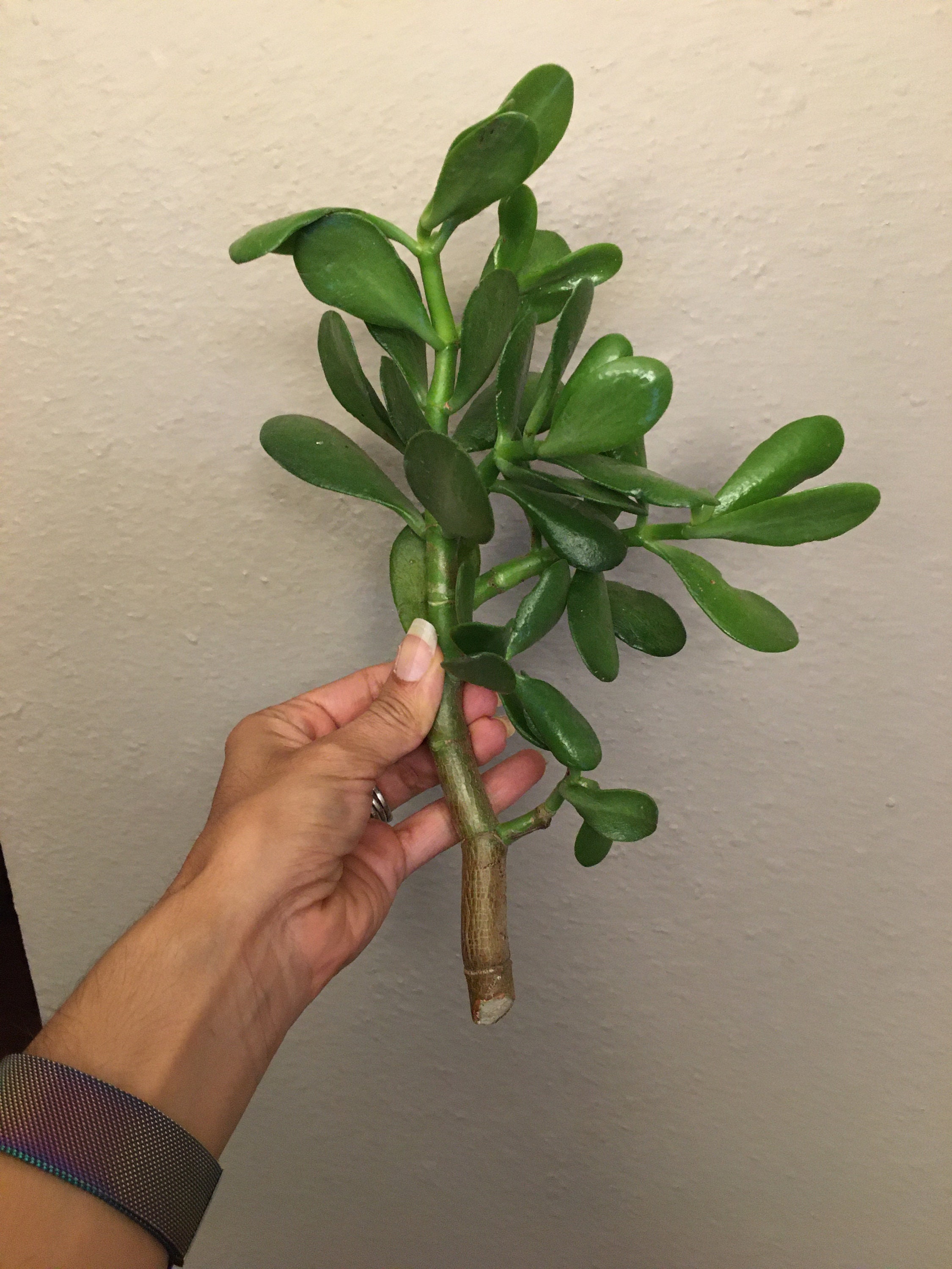 Jade Plant Cutting Etsy