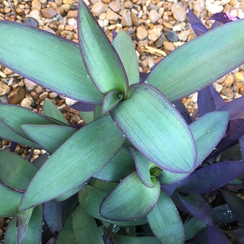 Purple Heart Cuttings tradescantia Pallida Etsy