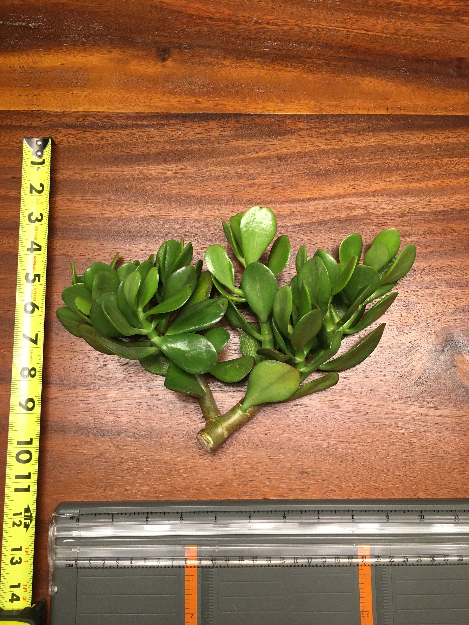 Jade Plant Cutting Etsy