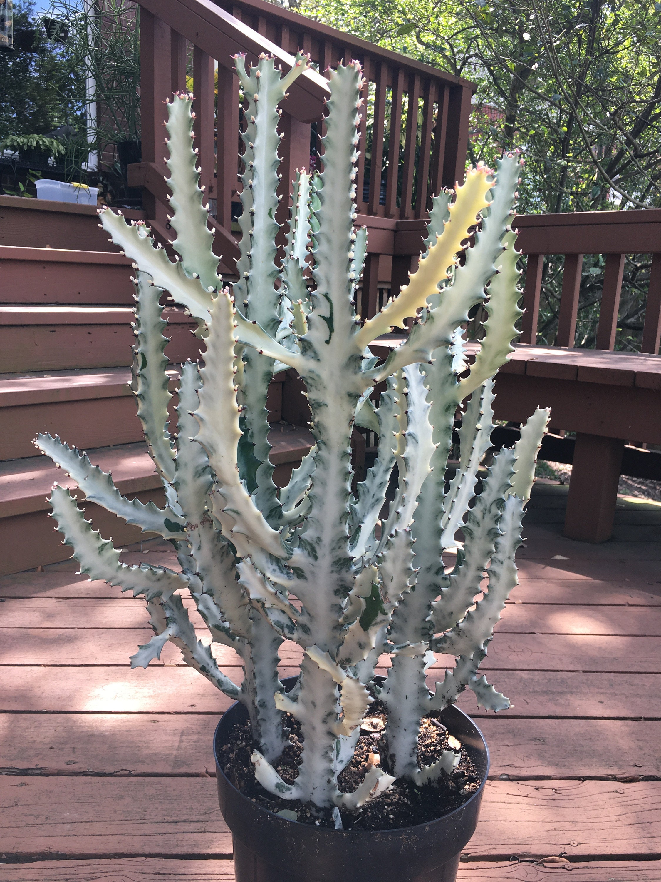 Euphorbia Dragon Bones Cutting Etsy