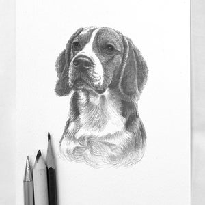 Bleistiftzeichnung Zeichnung labrador Hund | Hundeportrait