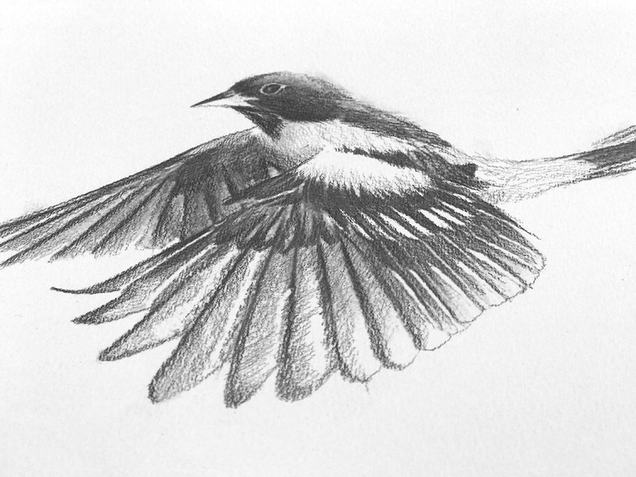 鳥の鉛筆スケッチ - Etsy 日本