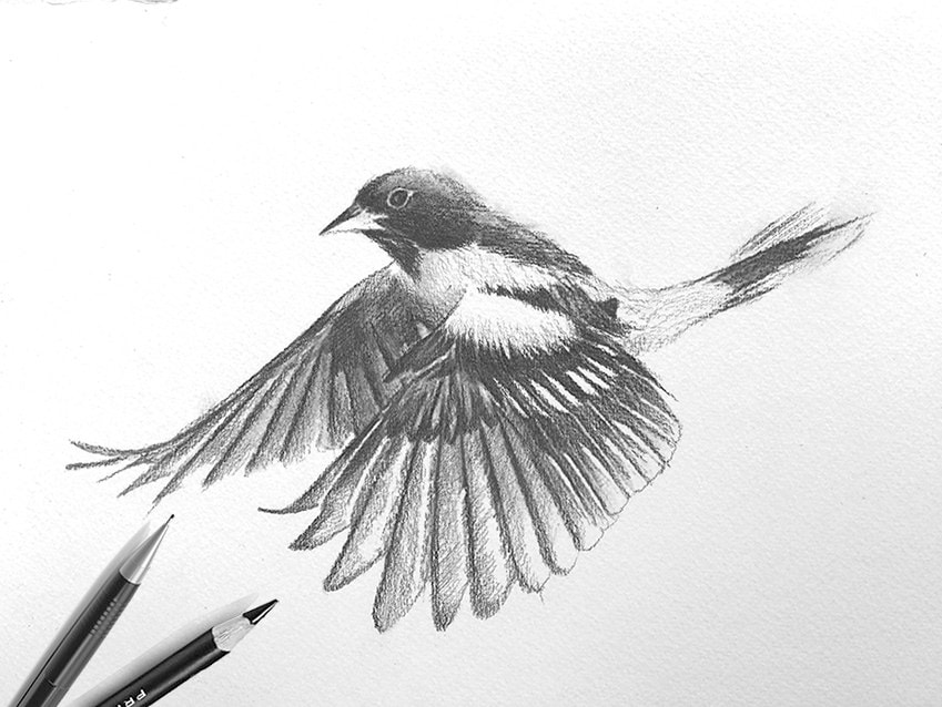 鳥の鉛筆スケッチ - Etsy 日本