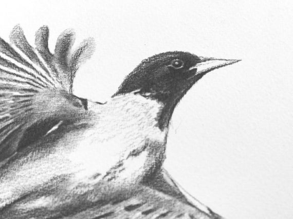 鳥の鉛筆スケッチ - Etsy 日本