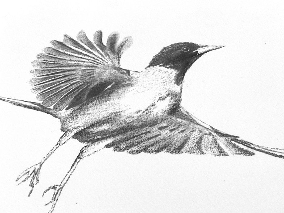 Bird Sketches(バード・スケッチズ) Bird Sketches(バード・スケッチズ)