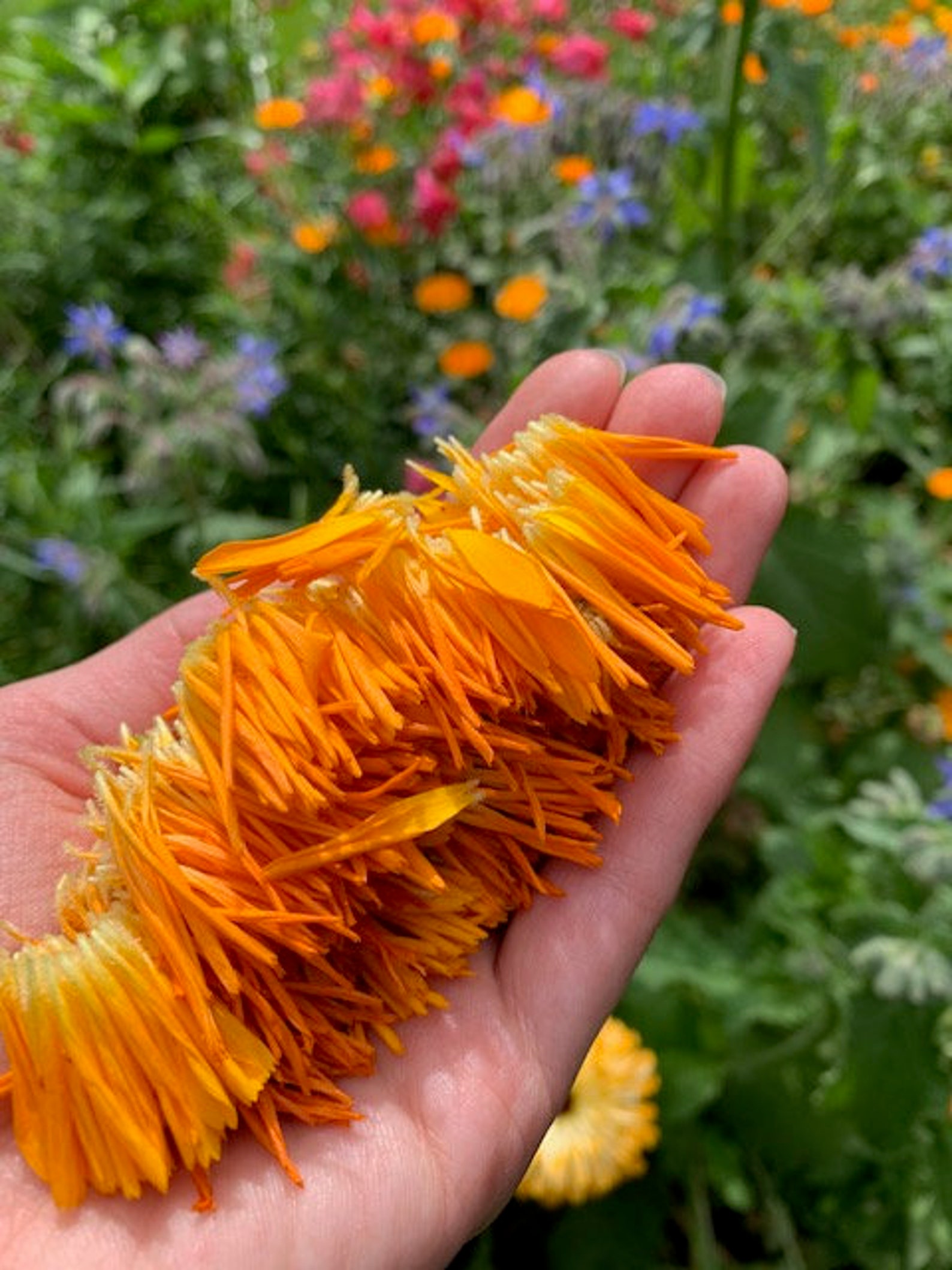 Organic Calendula Seeds Etsy