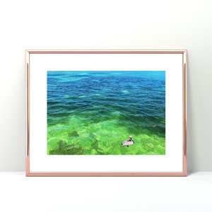 Limited Edition Glass Green Water Florida Keys Pelican (Signed Photograph) (Certificate of Authenticity Included)