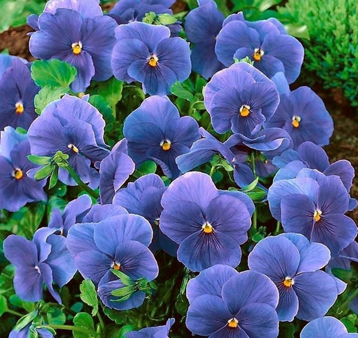 Blue pansies pansy high quality 0.5 g seeds 1520 high Etsy