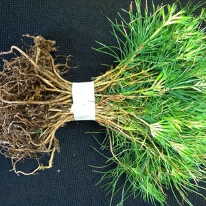 May include: A bundle of pine tree seedlings with roots and green needles. The seedlings are tied together with a white tape.